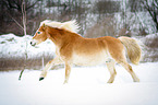 Haflinger in snow