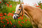 Haflinger horse portrait