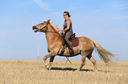 woman rides Haflinger Horse