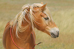 Haflinger horse portrait