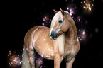 Haflinger horse Portrait