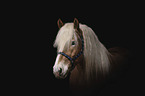 Haflinger horse portrait