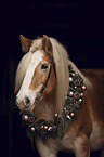 standing Haflinger horse