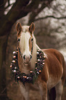 standing Haflinger horse