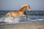 galloping Haflinger horse