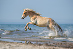 galloping Haflinger horse
