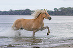 trotting Haflinger horse