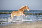 galloping Haflinger