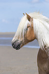 Haflinger portrait