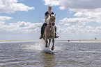 woman rides Haflinger Horse