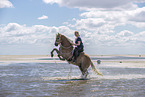 woman rides Haflinger Horse