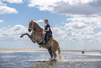woman rides Haflinger Horse