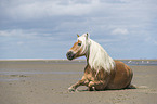 Haflinger at the Beach