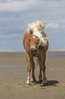 Haflinger at the Beach