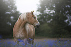 Haflinger Horse portrait