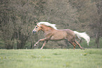 galloping Haflinger Horse