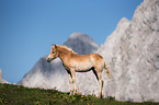 Haflinger