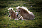 Haflinger