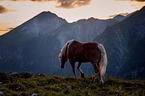 Haflinger