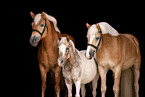 Haflinger