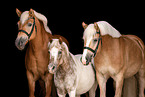 Haflinger