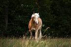 walking Haflinger