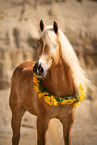 Haflinger