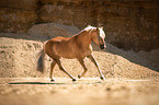 galloping Haflinger