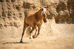 galloping Haflinger