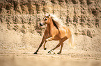 galloping Haflinger