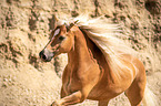 galloping Haflinger