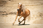 galloping Haflinger