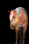 standing Haflinger