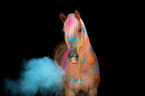 Haflinger