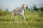 walking Haflinger