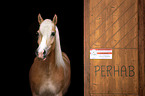 Haflinger