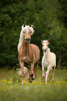 trotting Haflinger