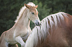 Haflinger Horse foal with mother