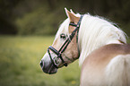 Haflinger portrait