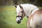 Haflinger portrait