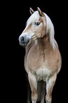 standing Haflinger