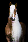 Haflinger portrait