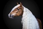 Haflinger portrait