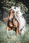 trotting Haflinger