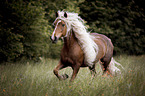 trotting Haflinger