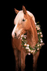 standing Haflinger