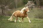 trotting Haflinger