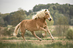 galloping Haflinger