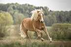 galloping Haflinger