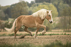 trotting Haflinger